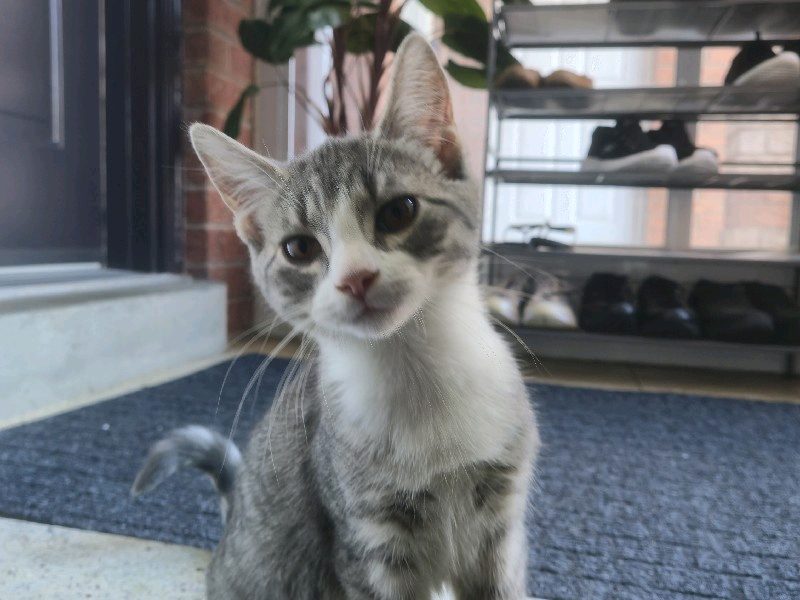 Drop-In Visits — The Purrfect Cat Sitter in Markham, Ontario