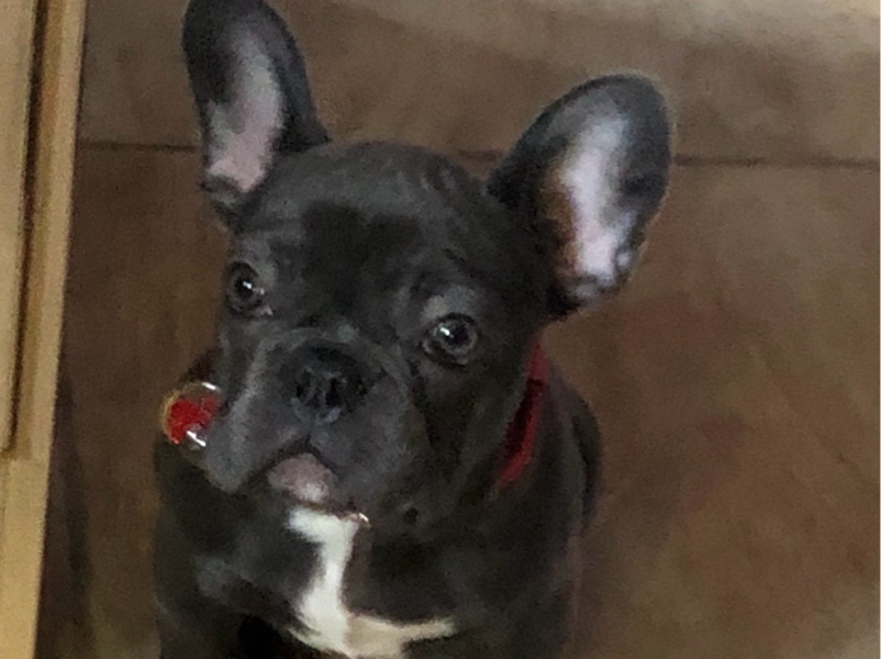 Drop-In Visits — Pet Drop-In Visits. in Hounslow, England