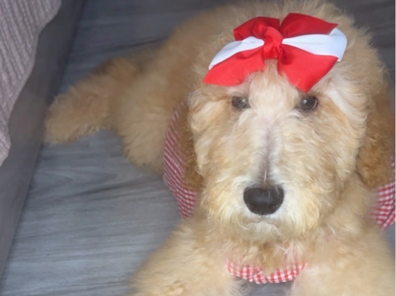 Drop-In Visits — Paws & Check-Ins – Reliable Drop-In Pet Visits in Richmond, VA