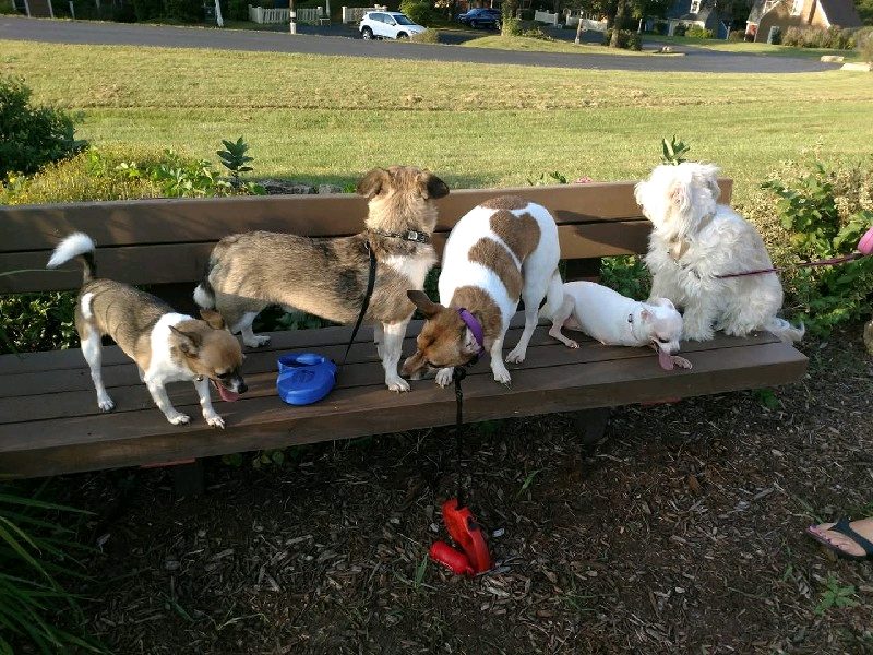Dog Walking — Dog boarding and pet walking in Monroe, North Carolina