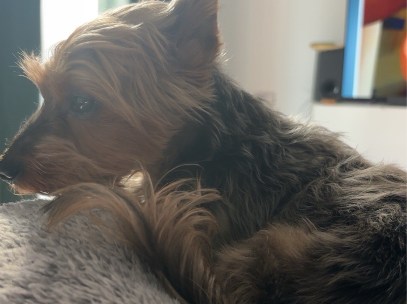 House Sitting — pet sitting & walking Milton Keynes in Milton Keynes, England