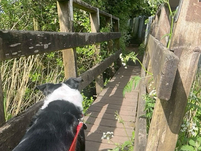 Dog Walking — cheap dog walking in Stoke-On-Trent, England