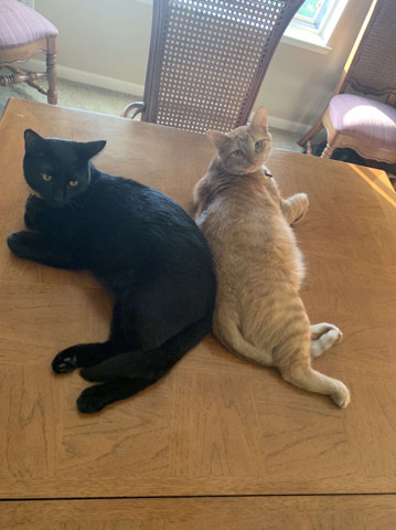 American Shorthair – Kovu & Simba