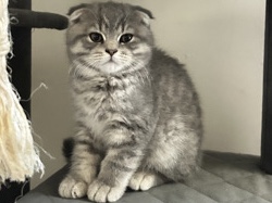 Scottish Fold – Scottish fold kitten rehome – Auburn