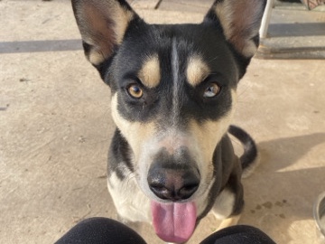 Siberian Husky - NEEDS A NEW HOME!! available for adoption in San Antonio