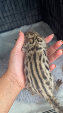 Bengal – kitten bengal cat