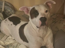 American Staffordshire Terrier – Ralo the Batman junior – Middle River