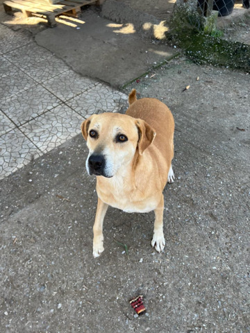 Lana looking for a home