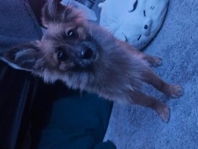 Pomeranian – Adorable 4-Month-Old Pomeranian Puppy for Sale in Chicago – Chicago