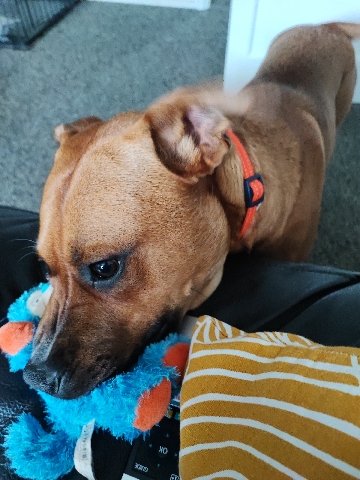 Staffordshire Bull Terrier – Georgeous Dog