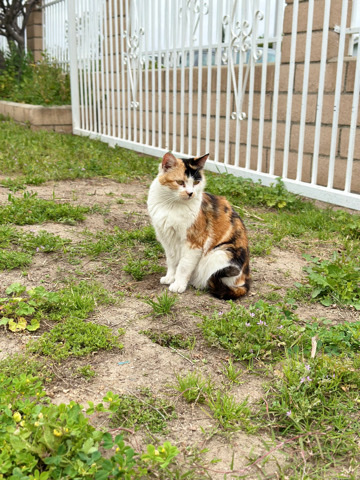 Friendly Cat