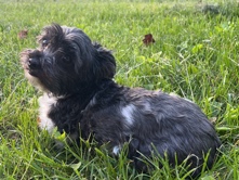 Havanese – 8 year old cuddly havanese – Elysburg