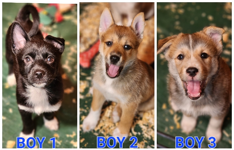 Siberian Husky – Miniature Pomsky puppies