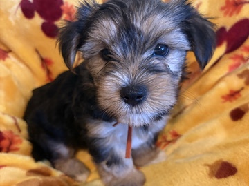 Yorkshire Terrier – APRI traditional boy yorkie – Phoenix