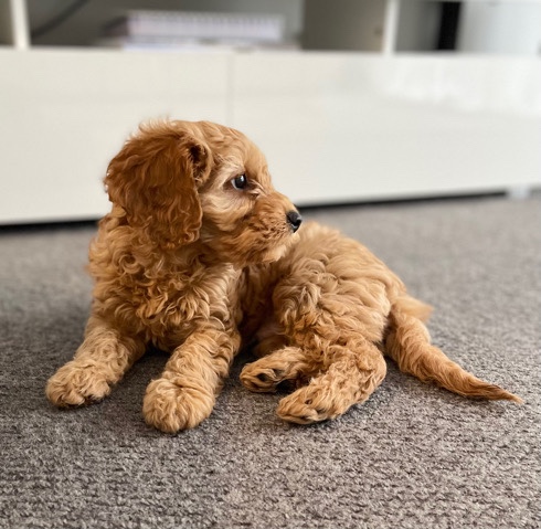 Poodle – Cavoodle puppy (Miniature boy)