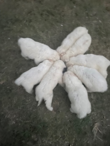 Great Pyrenees – Great Pyrenees