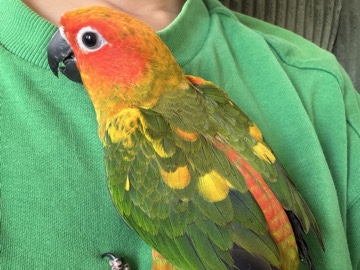 Conure – Baby Sun Conure – Chula Vista