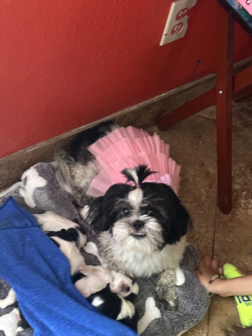 Shih Tzu – Shih Tzu