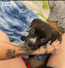 American Pit Bull Terrier – 7 week old pit Bull lab