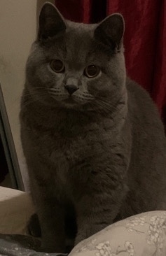 Chartreux offers accepted