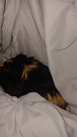 guinea