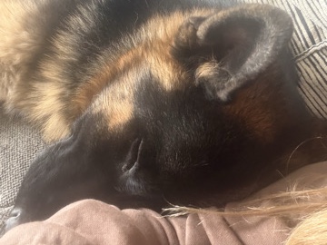 German Shepherd – German Shepard – Milaca