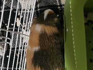 guinea pig