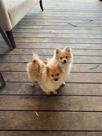 Pomeranian – Pomeranian puppies