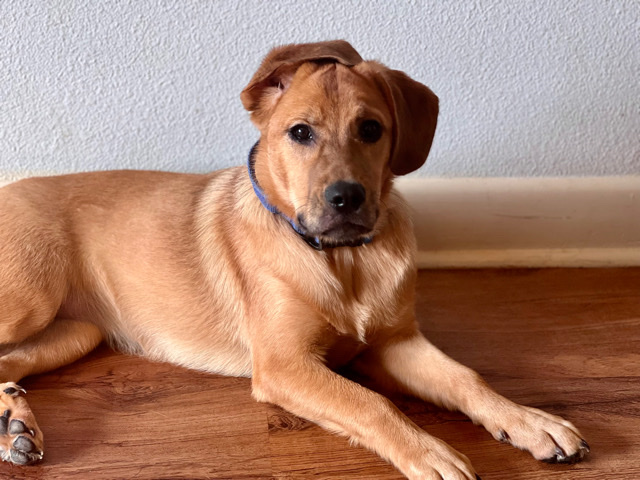 German Shepherd – German Shepard/ Hound mix