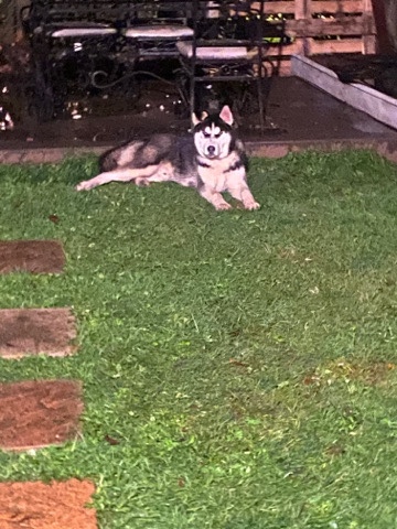 Siberian Husky – Siberian husky