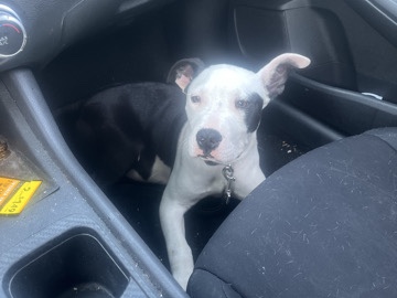 American Pit Bull Terrier – Puppy for Sale – Marietta