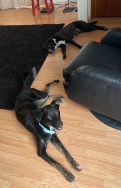 Border Collie – rehome 2 dogs moving can’t take dogs