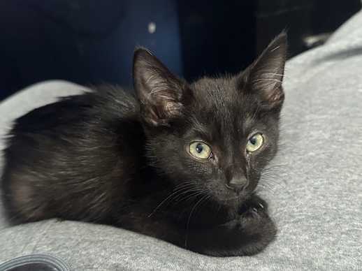 Image of British Shorthair