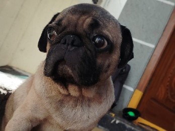 Pug - pug available for adoption in Hyderabad