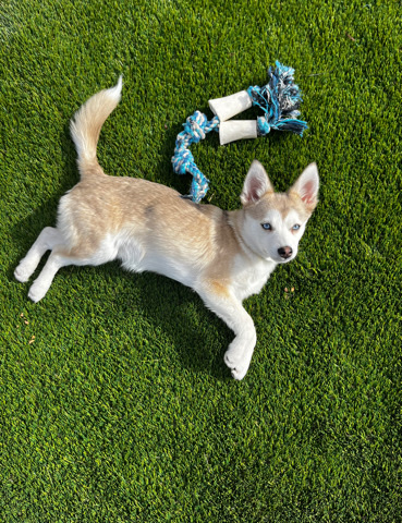 Siberian Husky – Pomsky puppy for sale