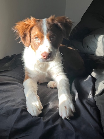 Border Collie – Good boy bear
