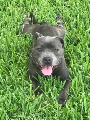 Blue English Staffie