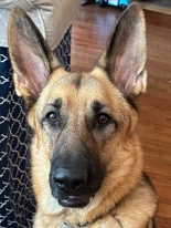 German Shepherd – German Shepard Dog