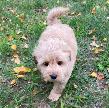 Poodle – Majesty