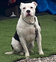 American Bulldog – American bully xl