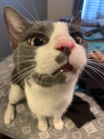 rehoming 1 year old kitten