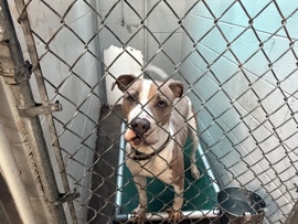 American Pit Bull Terrier – Energetic American Pit Bull Terrier – 1.5 Years Old in Goshen – Goshen