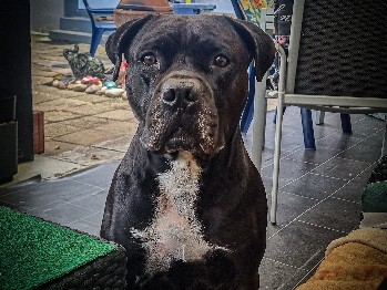 Cane Corso – cane corso rüde
