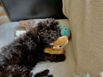 Cockapoo – 10 week old cockapoo for sale – Manchester