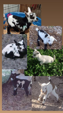 Any – Beautiful nigerian dwarf goats