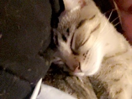 Russian White, Black and Tabby - 5 month old kitten for sale  available for adoption in Brampton