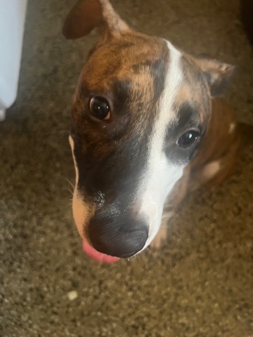 Mountain Cur – 6 month old puppy