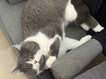 British Shorthair - BRITISH SHORTHAIR TABBY FOR MATING ONLY available for adoption in Dubai