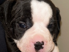 American Bulldog – Them Pups – Houston