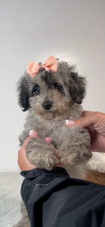Poodle – miniature poodle - blue merle